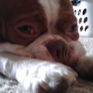 Meet your Posher, Lilly